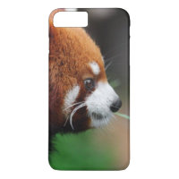 Panda vermelha