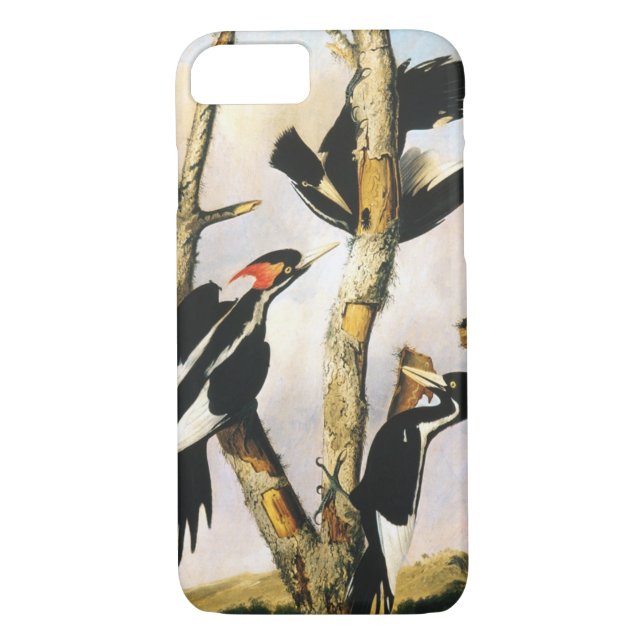 Capa Para iPhone, Case-Mate Pica-pau-de-bico-marfim (Joseph Bartholomew Kidd) (Verso)