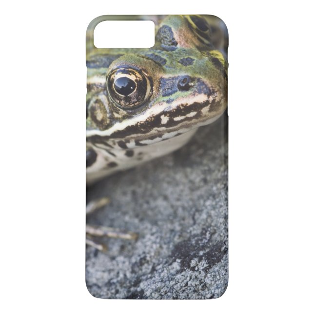 Capa Para iPhone, Case-Mate Rã-leopardo-do-norte, Ilha Transparente, (Verso)