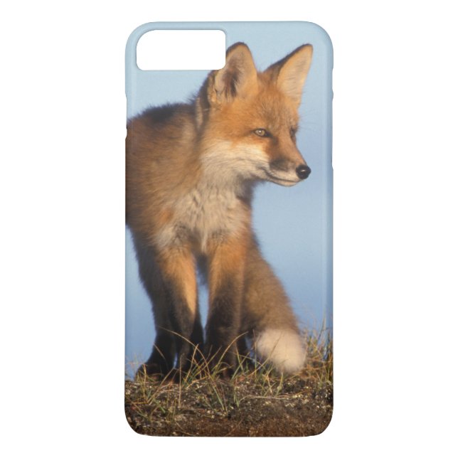Capa Para iPhone, Case-Mate raposa-vermelha, Vulpes vulpes (Verso)