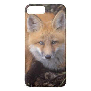 Capa iPhone 8 Plus/7 Plus raposa-vermelha, Vulpes vulpes, em cores de outono