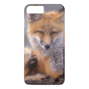 Capa Para iPhone Da Case-Mate raposa-vermelha, Vulpes vulpes, filhote coçando-se