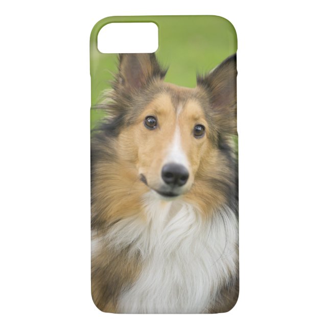 Capa Para iPhone, Case-Mate Rough Collie, cão (Verso)