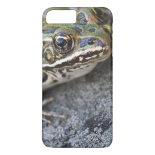 Capa Para iPhone Da Case-Mate sapo Leopardo norte, Ilha de passagem,