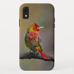 Capa Para iPhone Da Case-Mate Scarlet Tanager Molting - Fotografia original