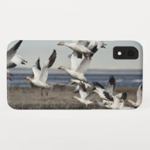 Snow Geese Voadora