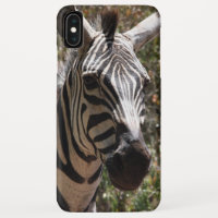 sorrisos de zebra