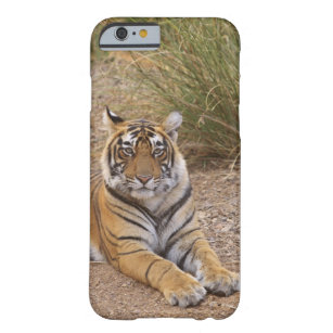 Capa Barely There Para iPhone 6 Tigre de bengal real que senta-se fora da