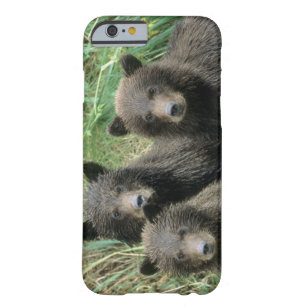 Capa Barely There Para iPhone 6 Urso Cubs ou Coys do urso três (Cub do
