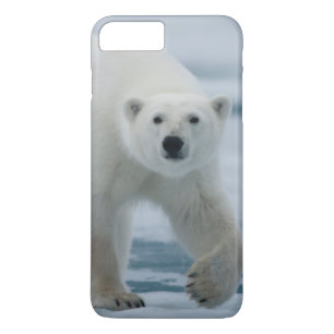 Capa iPhone 8 Plus/7 Plus Urso Polar, Ursus Maritimus, Adulto