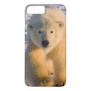 Capa iPhone 8 Plus/7 Plus urso polar, Ursus maritimus, urso polar no gelo
