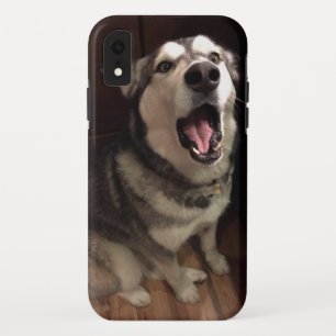 Capa Para iPhone XR Yawning Alaskan Malamute Fotografia