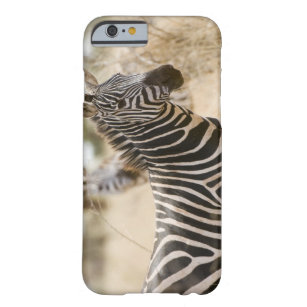 Capa Barely There Para iPhone 6 Zebra no parque nacional de Meru, Kenya.