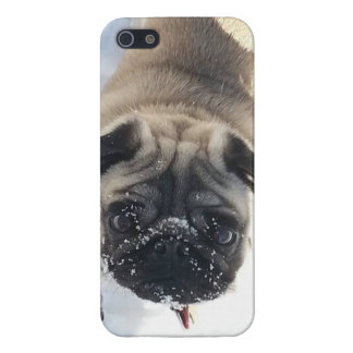 iPhone 5 Capa Caso lustroso nevado do iPhone 5/5s do Pug