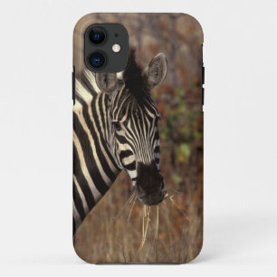 Capa Para iPhone Da Case-Mate África, África do Sul, Kruger NP retrato de zebra