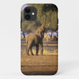 Capa Para iPhone Da Case-Mate África, Quênia, Masai Mara. Elefante (Loxodonta)