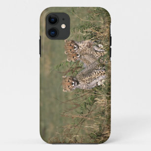 Capa Para iPhone Da Case-Mate África; Quênia; Masai Mara; Três filhotes de guepa