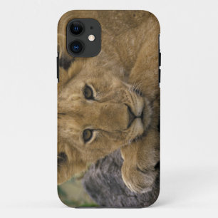 Capa Para iPhone Da Case-Mate África, Quênia. Retrato de um leão.