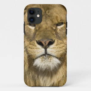 Capa Para iPhone Da Case-Mate African Barbary Lion, Panthera leo leo, um dos
