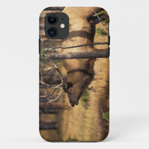 Capa Para iPhone Da Case-Mate alce, Cervus elaphus, touro toca corneta em uma ár