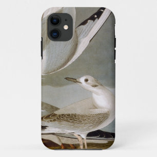 Capa Para iPhone Da Case-Mate Audubon: A gaivota de Bonaparte