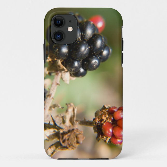 Capa Para iPhone Da Case-Mate Autumn Berries (Verso)
