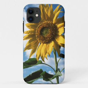 Capa Para iPhone Da Case-Mate Califórnia, Um Girassol Mammoth (Helianthus) 2