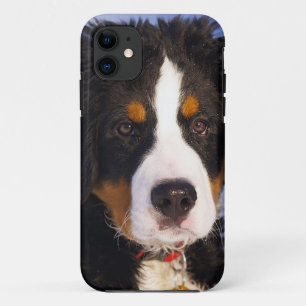 Capa Para iPhone Da Case-Mate Caso de Pup iPhone 5 do Cachorro da Montanha Berne