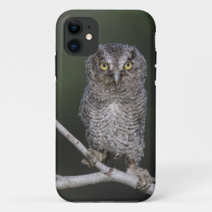 Capa Para iPhone Da Case-Mate Coruja-pequena, Megascops asio, Otus 2