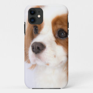 Capa Para iPhone Da Case-Mate Doce Cavalier King Charles Spaniel iphone 5g Caso