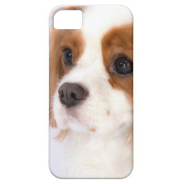 Capa Para iPhone Da Case-Mate Doce Cavalier King Charles Spaniel iphone 5g Caso
