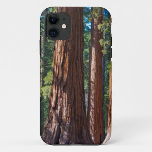 Capa Para iPhone Da Case-Mate EUA, Califórnia. Troncos de árvores sequóias, Mari