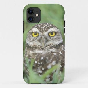 Capa Para iPhone Da Case-Mate EUA, Flórida, Cape Coral, Coruja-buraqueira (Athen