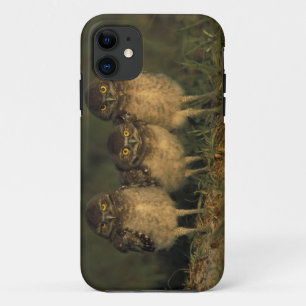 Capa Para iPhone Da Case-Mate EUA, Flórida, Cape Coral. Três Corujas-buraqueiras