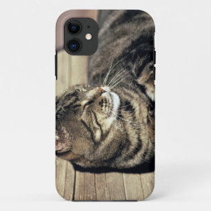 Capa Para iPhone Da Case-Mate EUA, Utah, Parque Nacional Capitol Reef. Gato raja