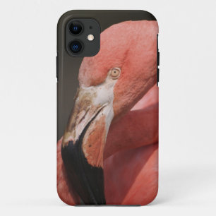 Capa Para iPhone Da Case-Mate Flamingo chileno, Phoenicopterus chilensis