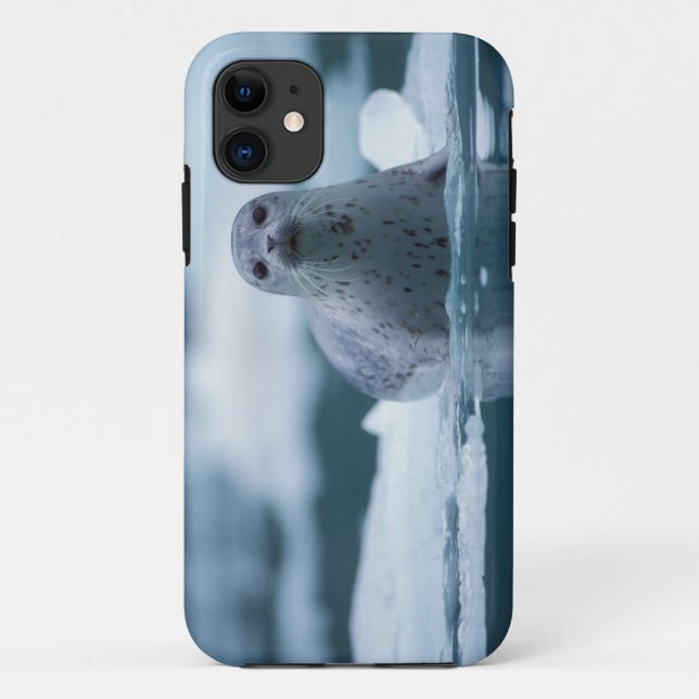 Capa Para iPhone Da Case-Mate foca-comum-do-pacífico, Phoca vitulina richardsi (Verso)