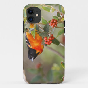 Capa Para iPhone Da Case-Mate Ilha do Padre do Sul, Texas, EUA, Baltimore Oriole