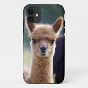 Capa Para iPhone Da Case-Mate iPhone da alpaca 5 casos