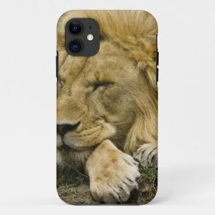 Capa Para iPhone Da Case-Mate Leão-africano, Panthera leo, deitado dormindo