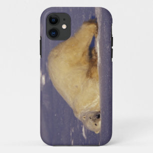Capa Para iPhone Da Case-Mate NA, Canadá, Manitoba, Churchill, Urso polar