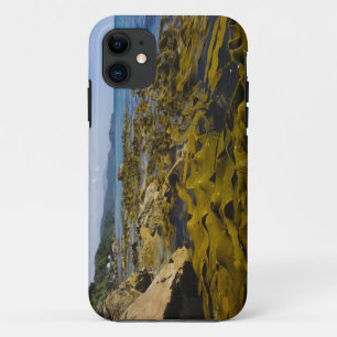 Capa Para iPhone Da Case-Mate Nova Zelândia, Southland, Ilha Stewart. Kelp