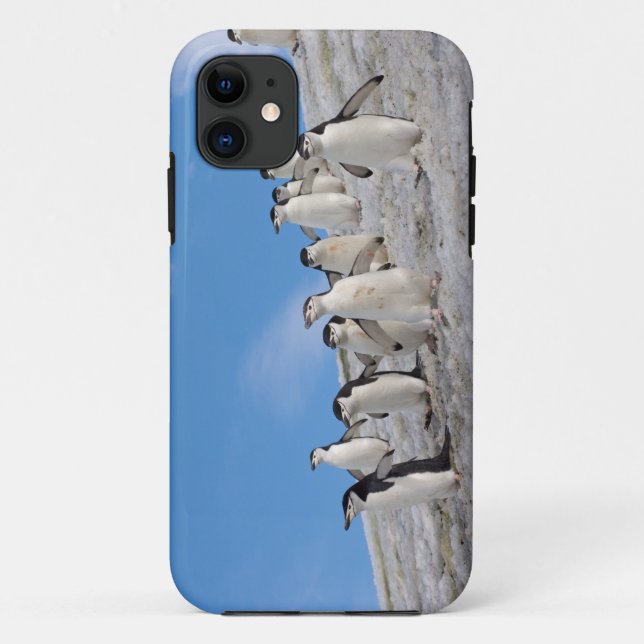 Capa Para iPhone Da Case-Mate Pinguins-de-barbicha | Pygoscelis Antarctica (Verso)