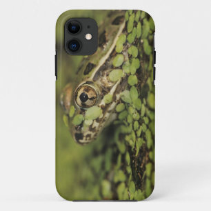 Capa Para iPhone Da Case-Mate Rã-leopardo-do-rio-grande, Rana berlandieri,