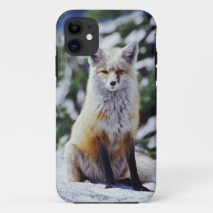 Capa Para iPhone Da Case-Mate Raposa Vermelha sentada no banco de neve, Vulpes,