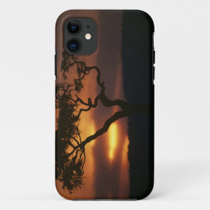 Capa Para iPhone Da Case-Mate Reserva de Caça da África, Quênia, Masai Mara, pôr