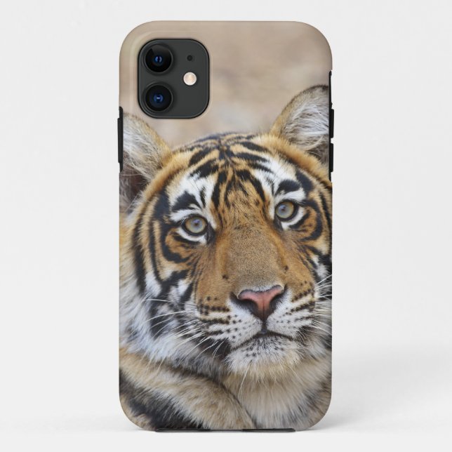 Capa Para iPhone Da Case-Mate Retrato do Tigre Real Bengala, Ranthambhor (Verso)