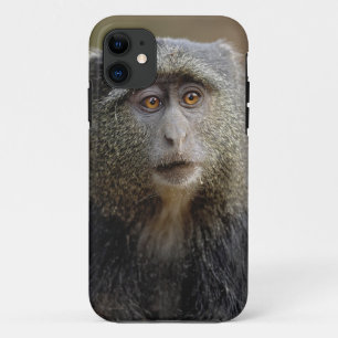 Capa Para iPhone Da Case-Mate Sykes ou Macaco Azul, Cercopithecus mitis,