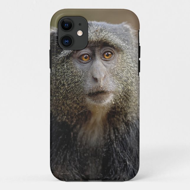 Capa Para iPhone Da Case-Mate Sykes ou Macaco Azul, Cercopithecus mitis, (Verso)