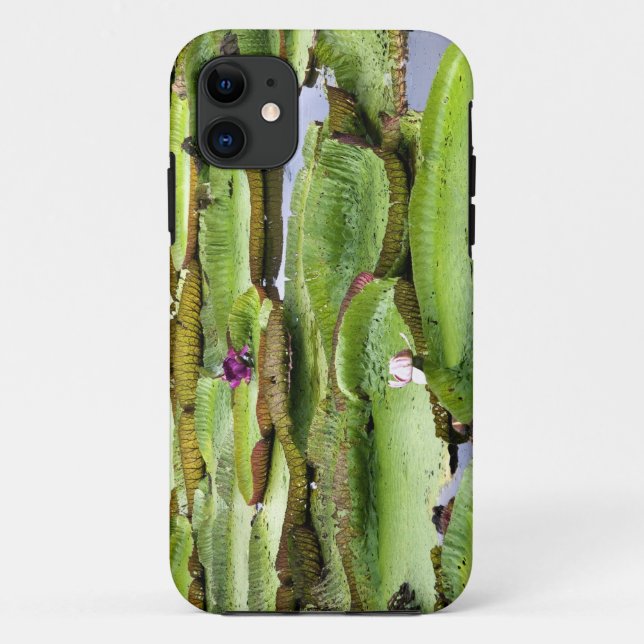 Capa Para iPhone Da Case-Mate Vitoria Regis, vitórias-régias na Amazônia (Verso)